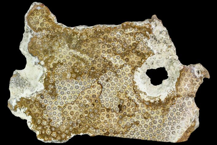 Polished, Fossil Coral Slab - Indonesia #112488